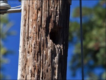 Mountain Bluebird (Sialia currucoides) by Ian Montgomery nest