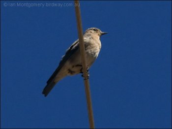 Mountain Bluebird (Sialia currucoides) by Ian Montgomery