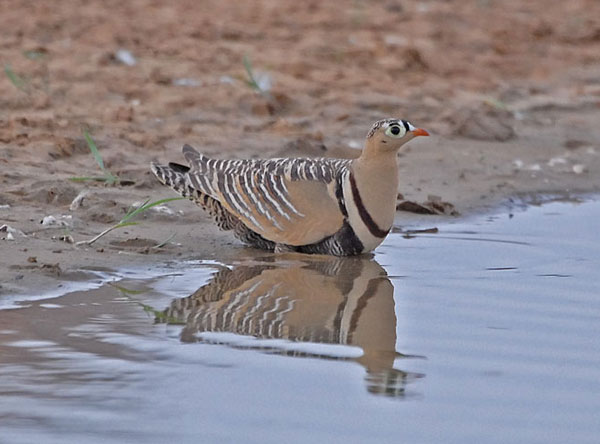 Painted Sandgrouse (Pterocles indicus) by Nikhil Devasar