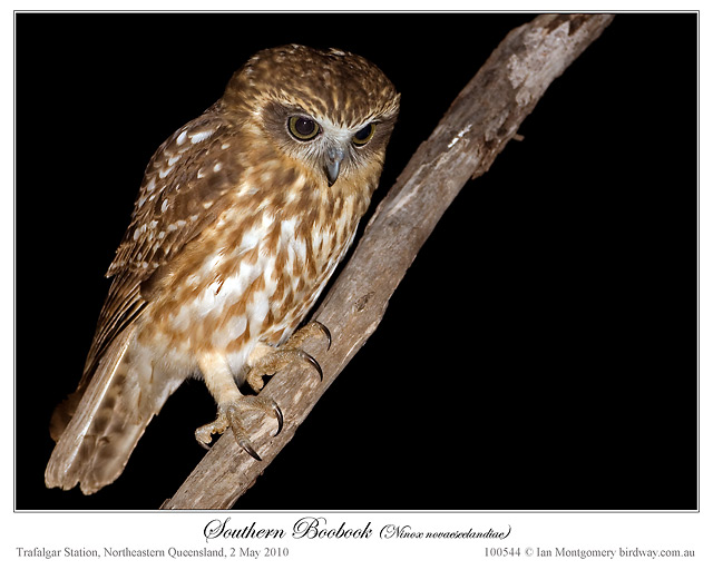 Australian Boobook (Ninox boobook) by Ian Montgomery