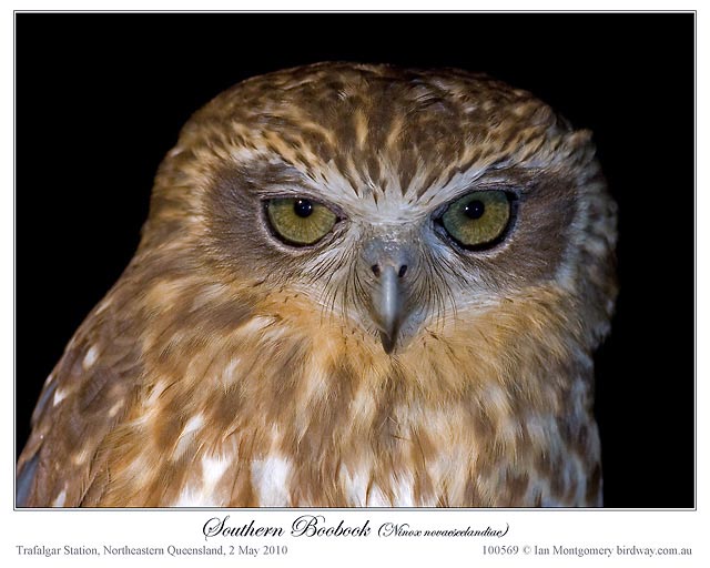 Australian Boobook (Ninox boobook) by Ian Montgomery