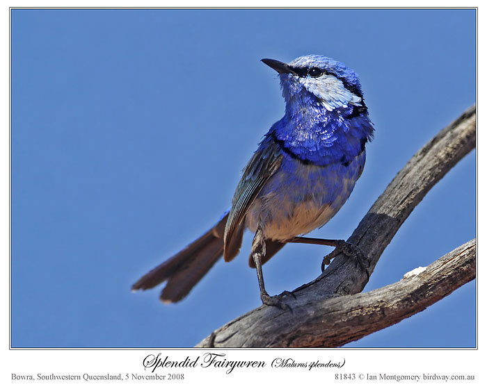 Splendid Fairywren (Malurus splendens) by Ian Montgomery