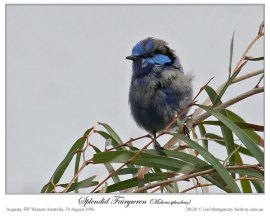 Splendid Fairywren (Malurus splendens) by Ian Montgomery