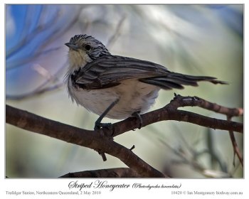 Striped Honeyeater (Plectorhyncha lanceolata) by Ian