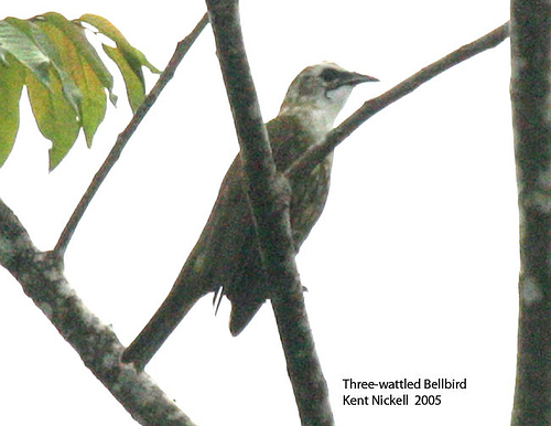 Three-wattled Bellbird (Procnias tricarunculata) Immature male by Kent Nickell