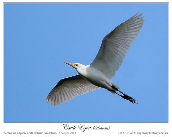 Western Cattle Egret (Bubulcus ibis) by Ian Montgomery