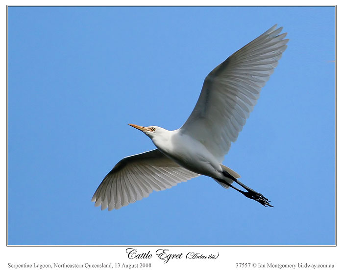 Western Cattle Egret (Bubulcus ibis) by Ian Montgomery