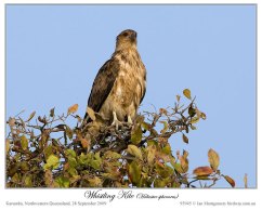 Whistling Kite (Haliastur sphenurus) by Ian
