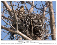 Whistling Kite (Haliastur sphenurus) by Ian