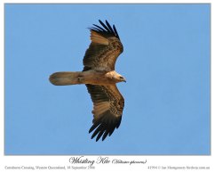 Whistling Kite (Haliastur sphenurus) by Ian
