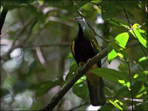 Wompoo Fruit-Dove (Ptilinopus magnificus) by Ian Wompoo Fruit-Dove (Ptilinopus magnificus) by Ian