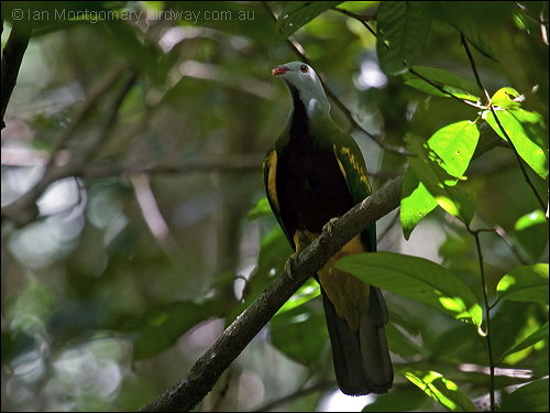 Wompoo Fruit-Dove (Ptilinopus magnificus) by Ian