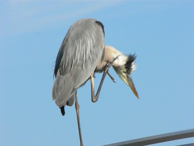 Great Blue Heron at Lake Hollingsworth