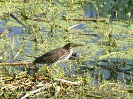 Green Heron Lake Hollingsworth Green Heron Lake Hollingsworth