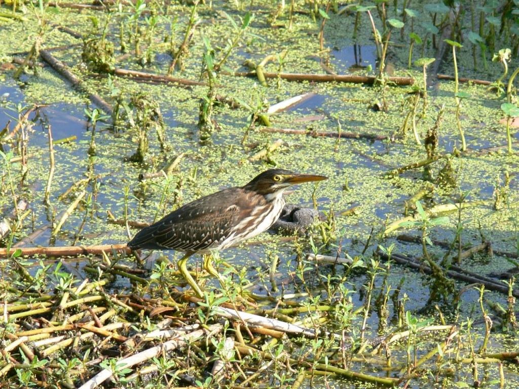 Green Heron Lake Hollingsworth