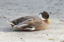 Lake Hollingsworth Mallard Lake Hollingsworth Mallard