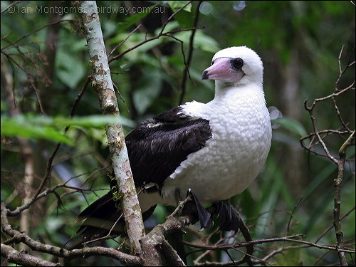 Abbott's Booby (Papasula abbotti) by Ian
