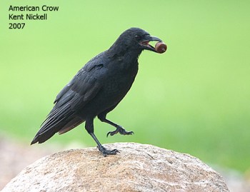 American Crow (Corvus brachyrhynchos) by Kent Nickell American Crow (Corvus brachyrhynchos) by Kent Nickell