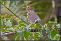 Bare-eyed Thrush (Turdus tephronotus) by Daves BirdingPix