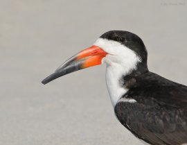 Black Skimmer (Rynchops niger) by J Fenton