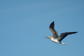 Blue-footed Booby (Sula nebouxii) by Bob-Nan