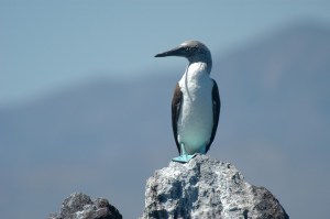 Blue-footed Booby (Sula nebouxii) by Bob-Nan