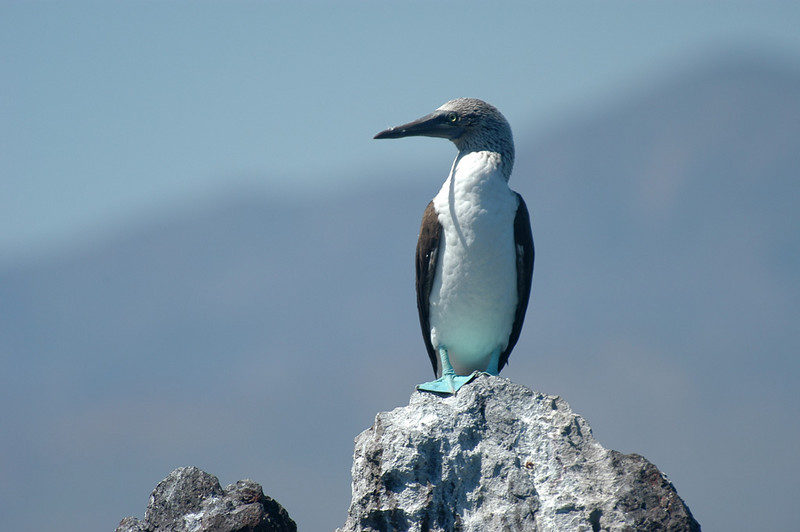 Blue-footed Booby (Sula nebouxii) by Bob-Nan