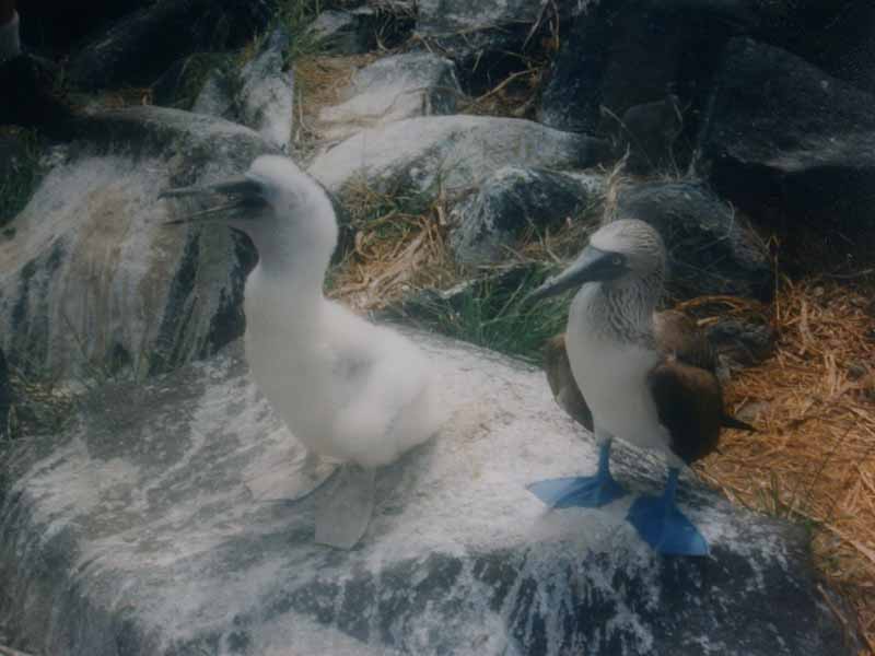 Blue-footed Booby (Sula nebouxii) larger chick by Bob-Nan