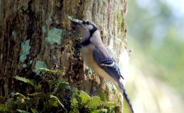 Sunday Inspiration – Crows and&nbsp;Jays