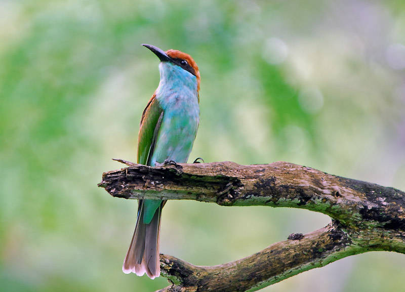 Blue-throatedBee-eater (Merops viridis) by Ray