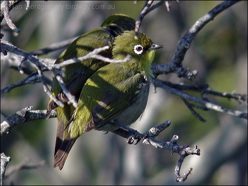 Orange River White-eye (Zosterops pallidus) by Ian