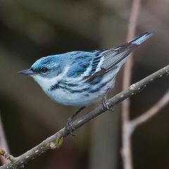 Cerulean Warbler (Dendroica cerulea) ©Wikipedia