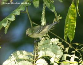 Cerulean Warbler (Dendroica cerulea) female by Steve Slayton