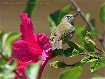 Christmas White-eye (Zosterops natalis) by Ian