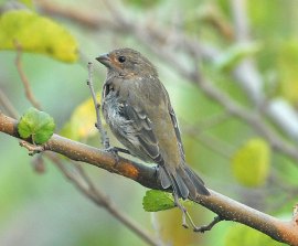 Common Rosefinch (Carpodacus erythrinus) by Nikhil Devasar
