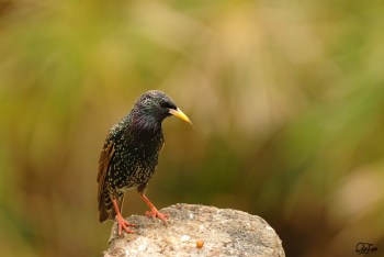 Common Starling (Sturnus vulgaris) by Quy Tran