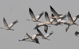 Birds of the Bible – Mountain Birds&nbsp;II