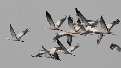 Common Crane (Grus grus) by Nikhil Devasar