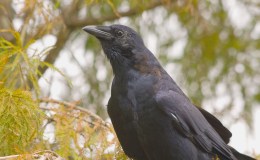 Pleasant Surprise – Petrel and&nbsp;Crow