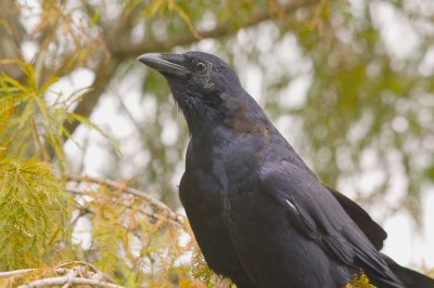 Fish Crow (Corvus ossifragus) at Lake Morton By Dan'sPix