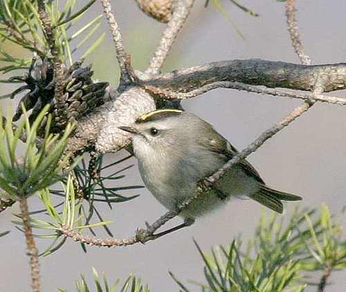 Golden-crowned Kinglet (Regulus satrapa) by Kent Nickell