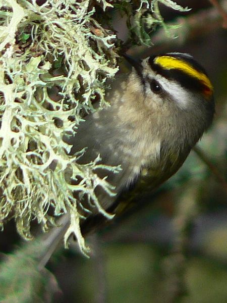 Golden-crowned Kinglet (Regulus satrapa) ©Wiki