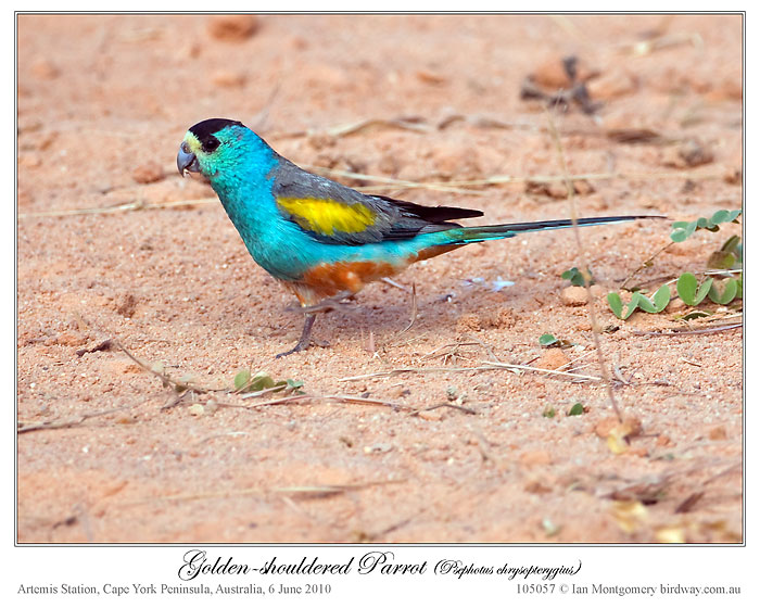 Golden-shouldered Parrot (Psephotus chrysopterygius) by Ian