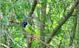 Lee’s Four Word Thurday –&nbsp;12/8/16