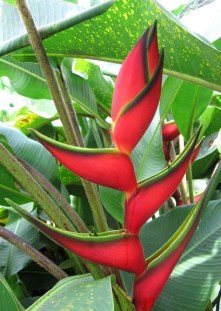 Heliconia Caribaea ©Wiki