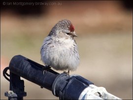 Hoary Redpoll (Carduelis hornemanni) by Ian