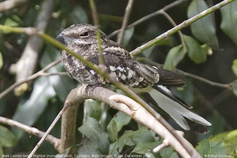 Ladder-tailed Nightjar (Hydropsalis climacocerca) ©AGrosset