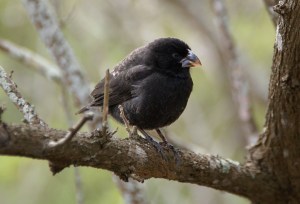 Medium Ground Finch (Geospiza fortis) by ©Wiki