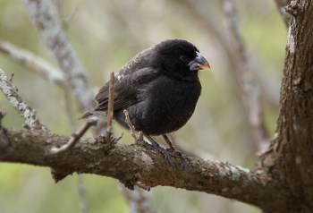 Medium Ground Finch (Geospiza fortis) ©Wiki