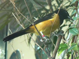 Montserrat Oriole (Icterus oberi) by Wiki